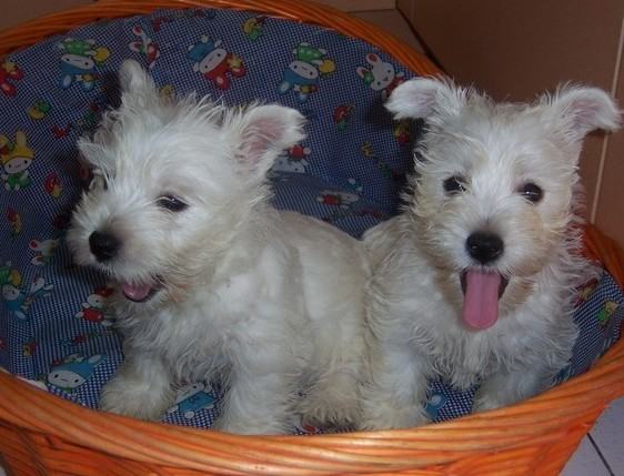 西高地白梗的饲养要点