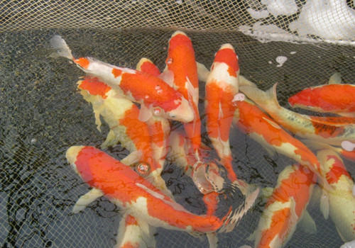 锦鲤掉鳞的原因分析