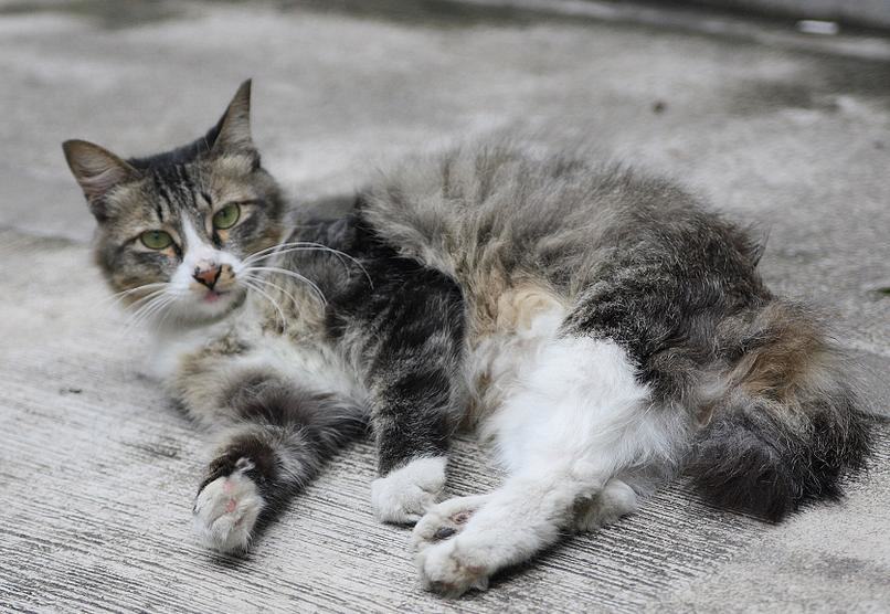 猫咪肾病的预防和治疗