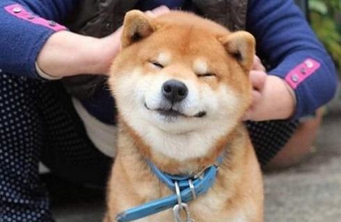 能给柴犬喂骨头啃吗？