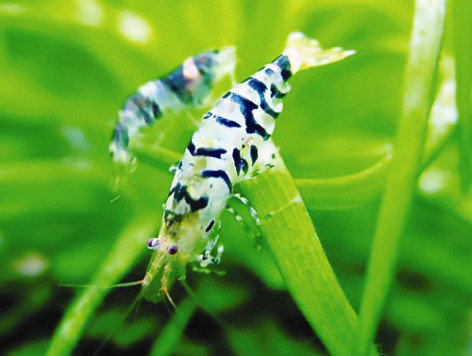 蜻蜓幼虫对虾缸的危害