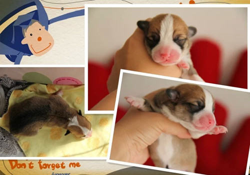 饲养幼犬需要注意哪些