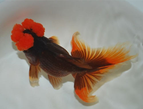 四绒球的喂食要点 四绒球的喂食要点