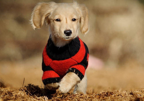 冬季如何增强狗狗抵抗力 冬季如何增强狗狗抵抗力