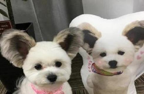 蝴蝶犬串串智商高吗？蝴蝶犬串串怎么训练？