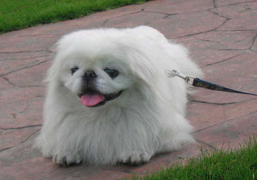 狗狗有皮屑怎么办