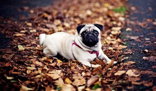 纯种八哥犬怎么辨别？纯种八哥犬识别