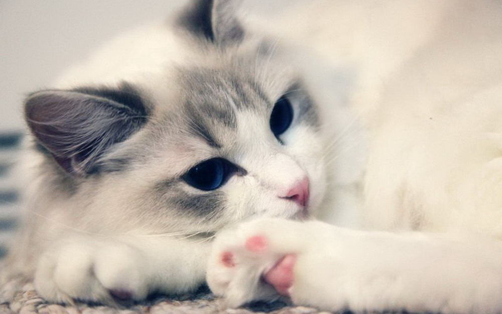 折耳猫的常患疾病有哪些