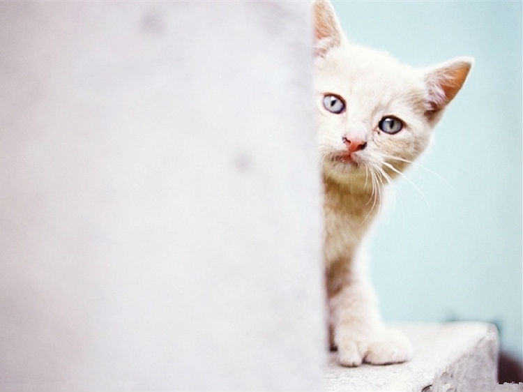 猫咪脾气不好怎么办