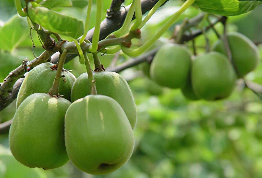 能抗癌6大观赏植物(图)