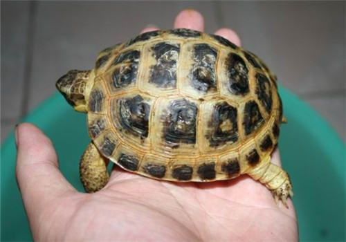 俄罗斯陆龟的繁殖习性