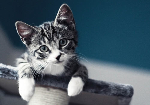 猫咪的“五宗罪” 猫咪的“五宗罪”