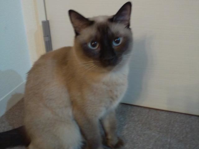 中西医药结合有助于治疗猫胃肠炎 中西医药结合有助于治疗猫胃肠炎