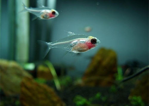 如何处理观赏鱼水质