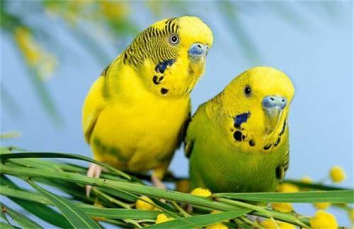 虎皮鹦鹉怎么分公母?虎皮鹦鹉公母分辨 虎皮鹦鹉怎么分公母?虎皮鹦鹉公母分辨