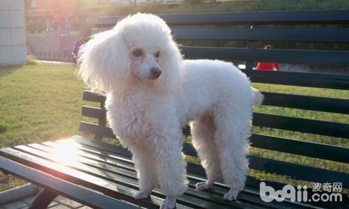 贵宾犬怎么养?贵宾犬好养吗? 贵宾犬怎么养?贵宾犬好养吗?