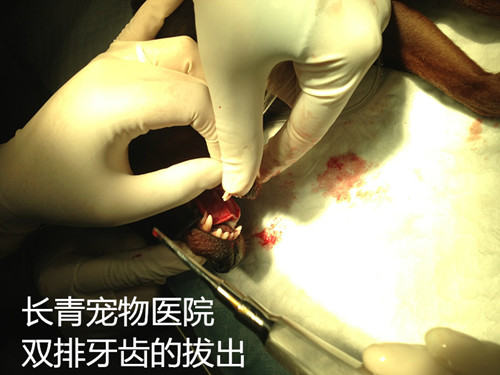 泰迪犬双排牙的危害