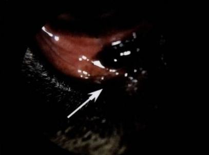 宠物泪腺堵塞症状和治疗方法