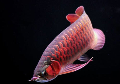 龙鱼的两栖类食物