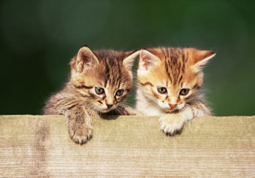 如何治疗猫咪大小便失禁