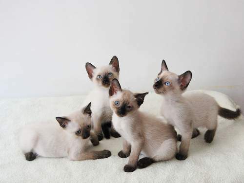 关于暹罗猫的详细介绍资料 关于暹罗猫的详细介绍资料