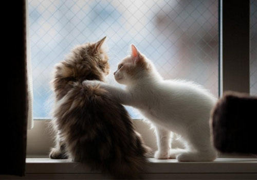 治愈系的猫咪“呼噜”声 治愈系的猫咪“呼噜”声