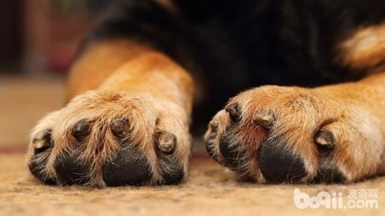 修剪狗狗脚底毛的方法都有哪些？