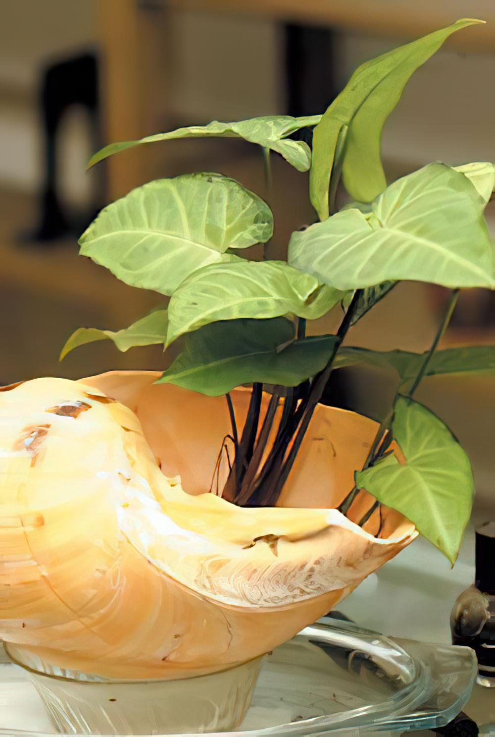 室内种养植物养生的小窍门(图)