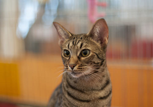 上班族怎么养猫 上班族怎么养猫
