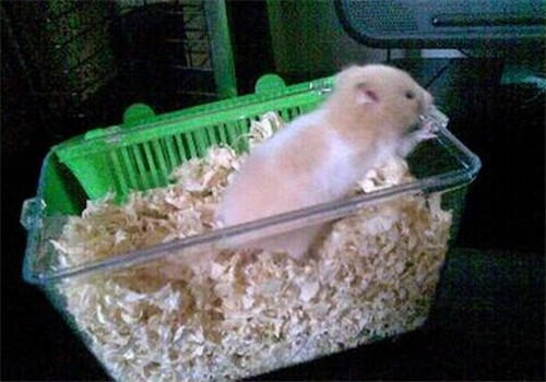 仓鼠的饮食习性有哪些