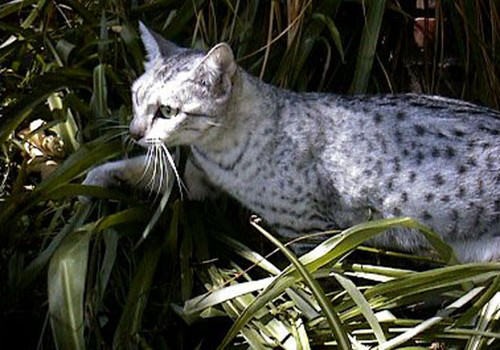 哪些食物猫咪不能吃