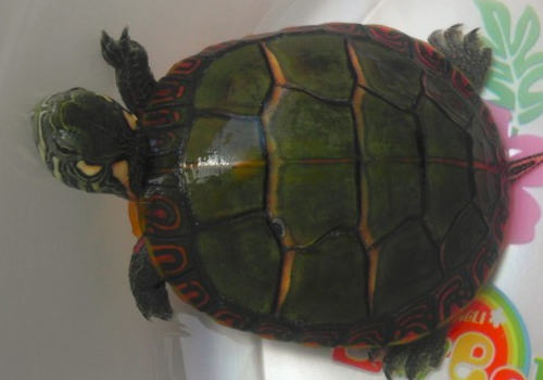 宠物龟饲养环境的需求