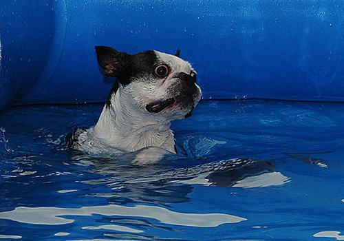 狗狗玩具如何训练狗狗游泳