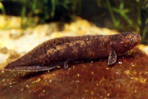 澳洲肺鱼的食物要求