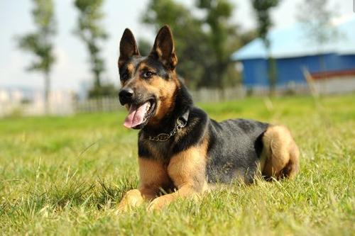 警犬有什么品种？警犬品种排名