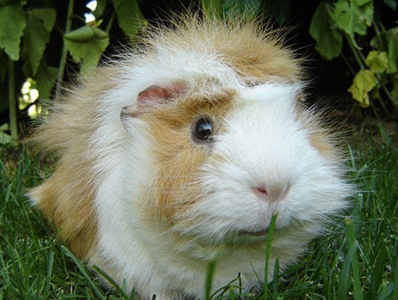 为荷兰猪灌食的注意事项