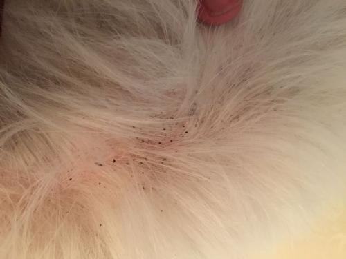 狗狗驱虫多久一次才合适?养狗新手必看 狗狗驱虫多久一次才合适?养狗新手必看