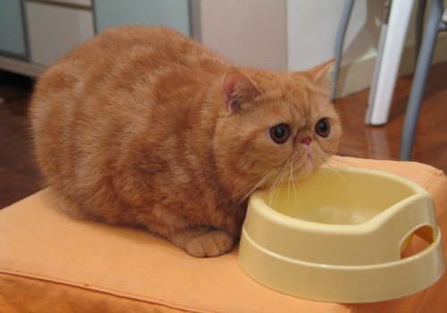 猫流鼻涕的原因