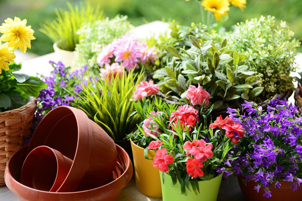 夹缝中养花，窗台晾衣杆都挂上，春天开成大花房！