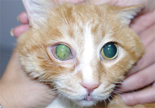 猫咪眼部疾病——青光眼