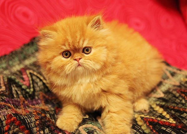 哪些食物需谨慎喂饲猫猫