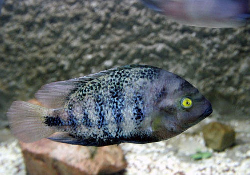 氮对海水缸的作用与影响 氮对海水缸的作用与影响