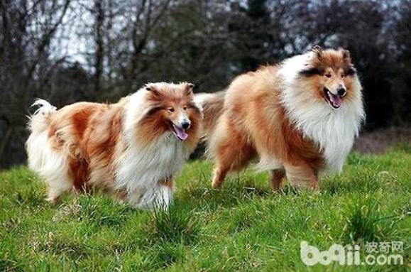 苏牧犬