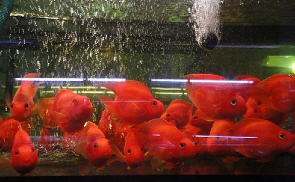 鹦鹉鱼常见病的症状及防治