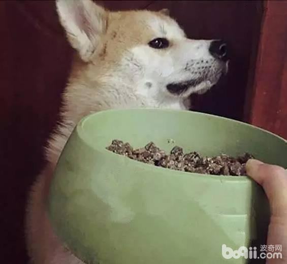 狗狗挑食可以通过哪些手段来纠正？