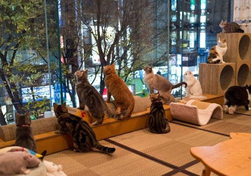 猫咪咖啡馆：与猫咪相处不再困难？