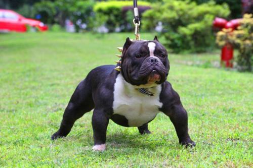 恶霸犬为什么被禁养，恶霸犬咬人吗？