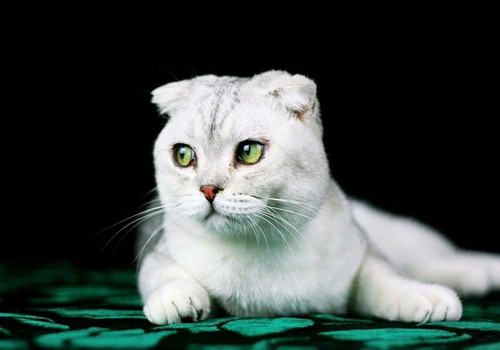 为什么公猫绝育也要做