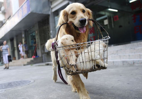 饲养狗狗的一些误区