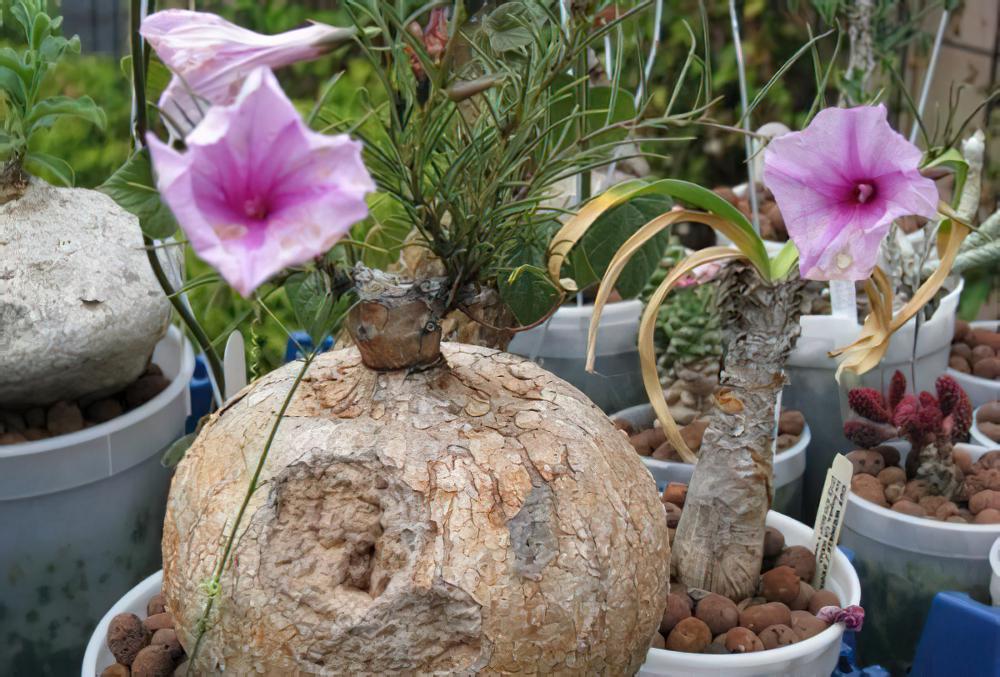 布鲁牵牛Ipomoea holubii，一枝鲜花插在椰子上！~